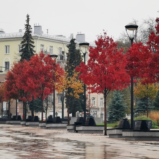 Красные клёны на Советской площади🍁

📷Антон..