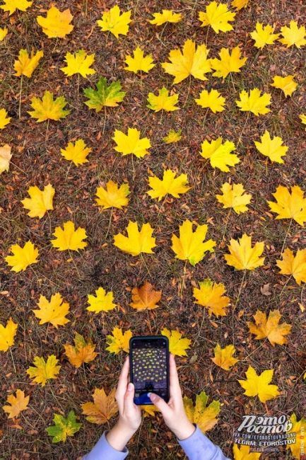 🍁Зoлoтая осень в Pocтове🍁

📸 Фото:Денис..