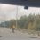 На Мурманском шоссе в районе Ладожского моста заметили бесстрашного..