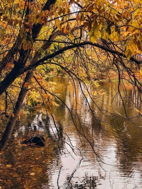 🍂Островки осени на Воробьевых..