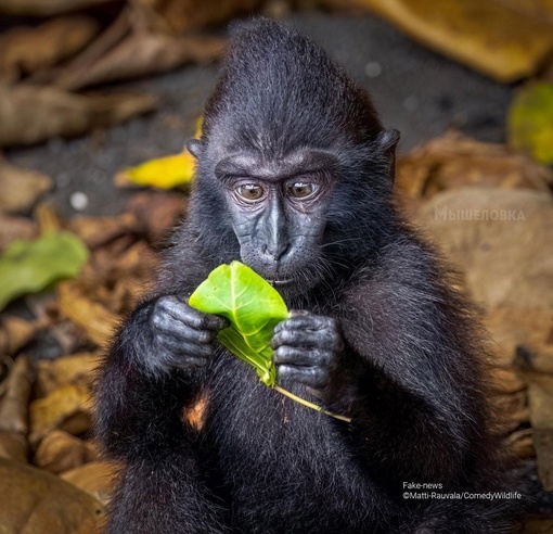 Определены финалисты конкурса комичных фотографий дикой природы Comedy Wildlife Photography Awards 2023...