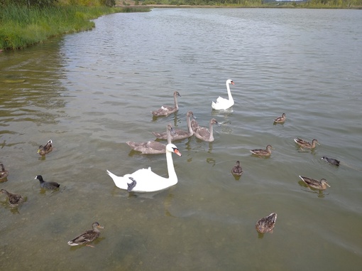 В Кронштадте в заводской гавани замечены два белых лебедя 🦢
 
Фото Константина..