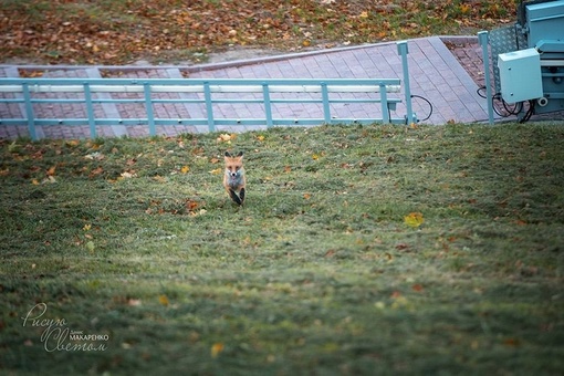 💙 Рыжая красотка вышла на прогулку в Нижегородский Кремль

Фото: Денис..