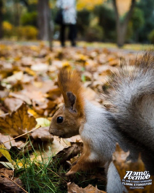 🐿 Пушистая белочка в парке..