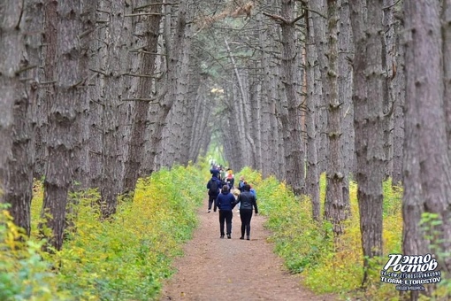 🌲 В Щепкинском лесу многолюдно, почти как на..