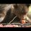 Медвежонок Машенька окрепла и вернулась в естественную среду обитания — ее выпустили в Соликамский..