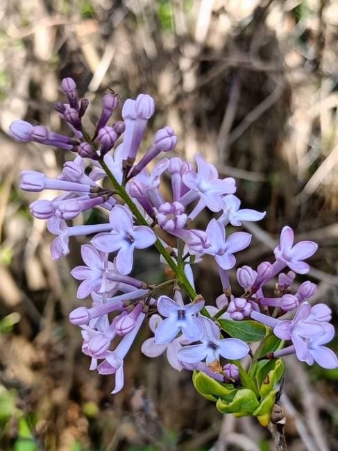 💜октябрь решил , что он весна 

В НН зацвела..