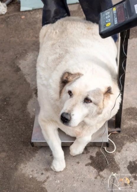 100-килограммовую собаку нашли в Нижнем Новгороде

Бездомную собаку весом почти в 100 килограммов зооволонтеры..