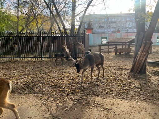 Зоопарк в Сормово 🥰 ..
