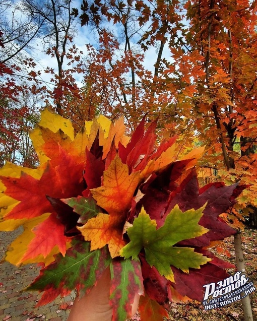 Осень в "Осеннем парке" 🍁  Роскошные красные клены, все разных..
