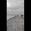 От подписчиков, отдыхающих в Крыму.

«Диверсант» на Крымском пляже. Огромный кабан выплыл из моря на пляж и..
