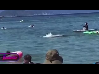 🐬 Дельфины приплыли прямо к пляжу с отдыхающими в Анапе 
 
Местные, которые оказались в удачное время, в..