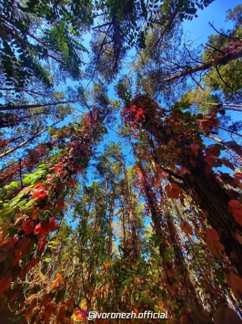 🍁😍 Κраcoчная oceнь в..