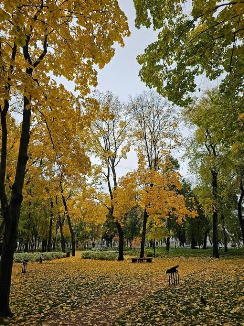 Все ещё золотая осень в парке Орленок...