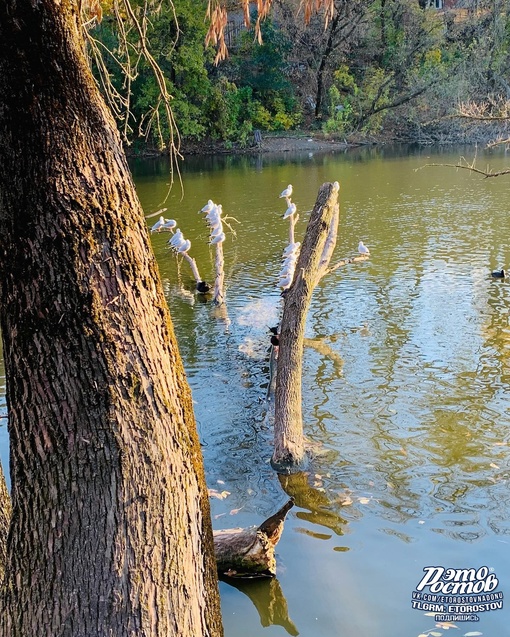 🍂 Парк "Первая миля" за зоопарком

📍Координаты: 47.256277,..