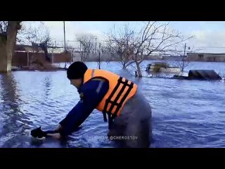 В Ростовской области спасают не только людей, но и домашних животных. На кадрах спасатели выловили из воды..