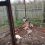 В Пермском крае соседская собака загрызла 83 курицы. Фотографией с места происшествия поделилась хозяйка..