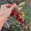 В Краснодаре поспела малина и клубника

В Краснодаре 3 ноября, несмотря на плавное снижение температуры,..