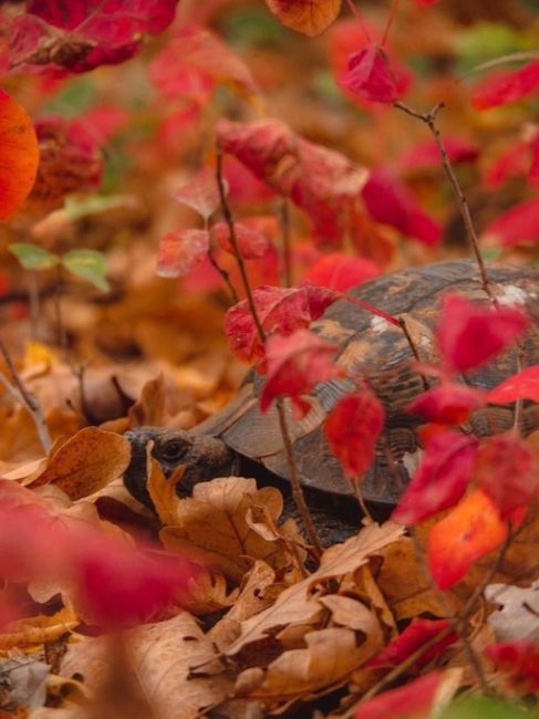 Черепашка, найденная в Абрау! 🐢🍂 

фото..