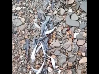 В селе Троица в Пермском районе рыбак увидел на берегу множество погибших мальков стерляди.
 
Оказалось,..