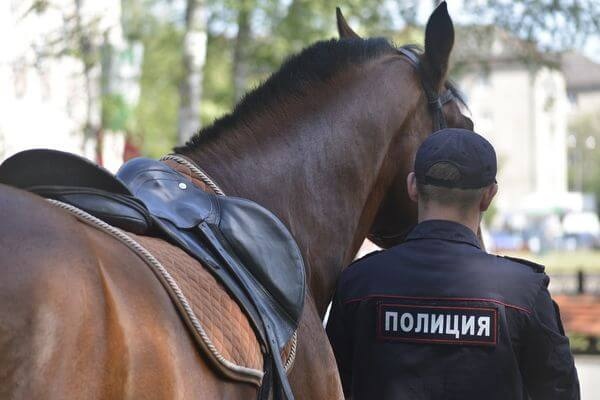 В Самаре купят 6 лошадей для полка патрульно-постовой службы полиции 

Начальная цена контракта — 2,7 млн..