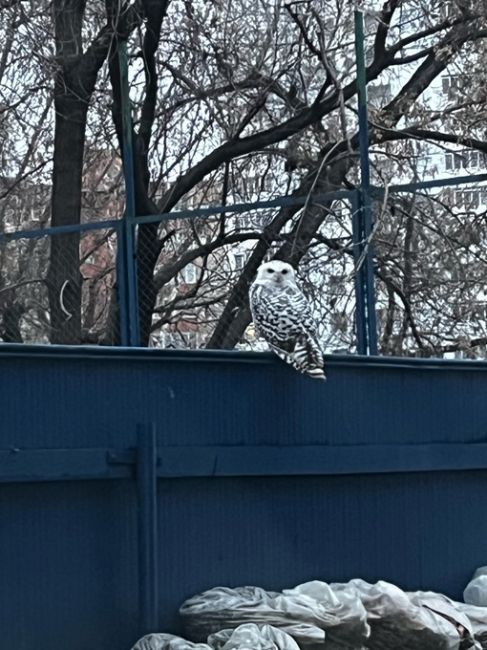Белую сову заметили жители дома № 27 на Кислова в Челябинске.

Фото: телеграм-канал «Короче,..