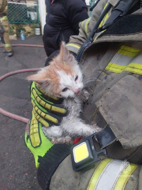Ростовские пожарные спасли пятерых котят из пожара на улице Темерницкой. 
..