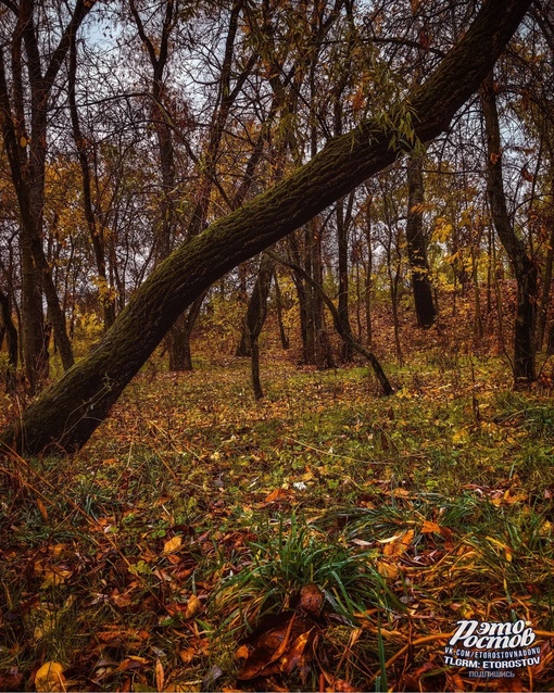 Дождливый денёк в Кумженской роще..