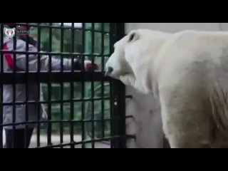 Прокуратура выявила нарушения в содержании белого медведя в казанском зоопарке 
 
«Площадь и высота вольера,..