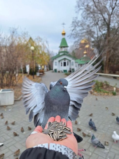 Пернатые друзья в Комсомольском саду совсем не прочь полакомиться прямо с руки 🐦😍

Посмотрите какие они..