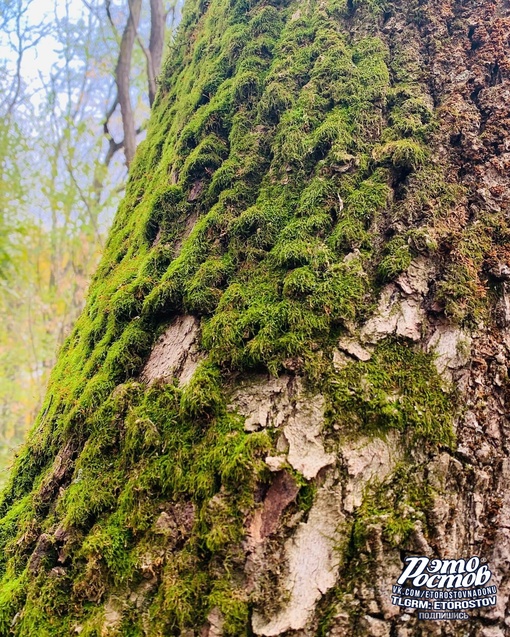 🍁 Осень в парке Авиаторов..