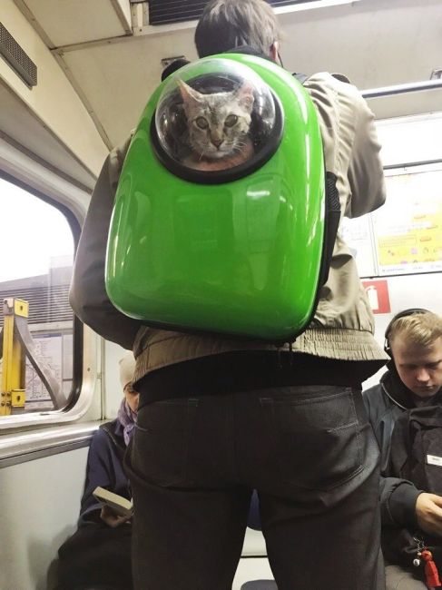 Котонавт путешествовал по вселенной петербургского метро и заметил, что его..