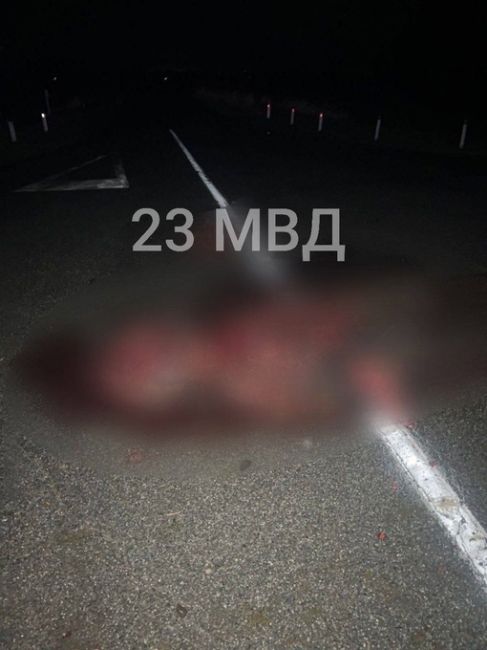 🆘Два человека погибли в ДТП из-за вышедшей на дорогу коровы в Мостовском районе

Сегодня около 20:00 км  на 37 км..