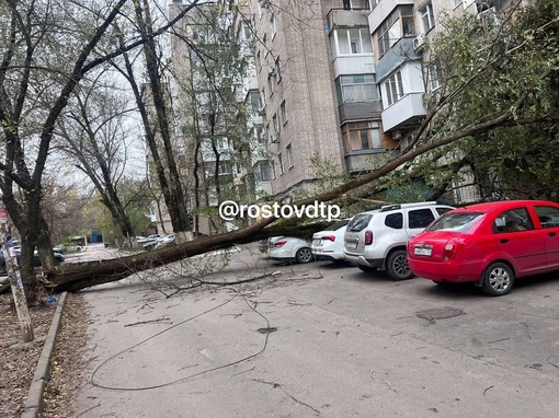 На Немировича Данченко упало дерево, пишет..