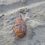 Омич выловил в Иртыше предмет, похожий на гранату

На Иртышской набережной 53-летний омич выловил из воды..