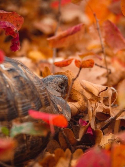 Черепашка, найденная в Абрау! 🐢🍂 

фото..