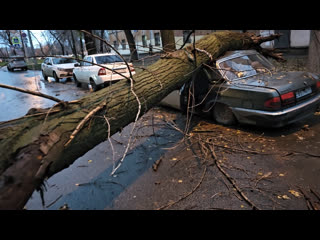 На Ерошевского упало дерево на два "ретро" автомобиля. Проезд перекрыт..