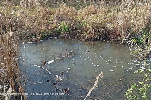 В Щепкинском лесу местные заметили пену и муть в местном водоёме.

"С недавнего времени для очистки..