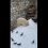 Наша ростовская красавица Айка радуется снежку в Московском зоопарке, валяясь в снеге и катаясь с горки..