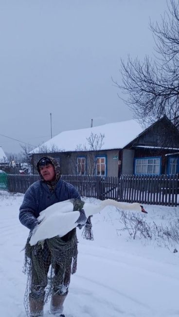 Недалеко от Чайковского есть деревня Буренка

Прошлой ночью во время пурги над Буренкой пролетала стая..