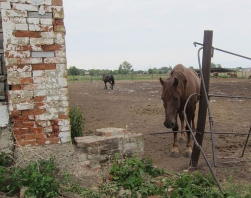 В Прикамье накажут мужчину, который помог похитить лошадей для угона в Башкортостан

Инцидент произошел в..