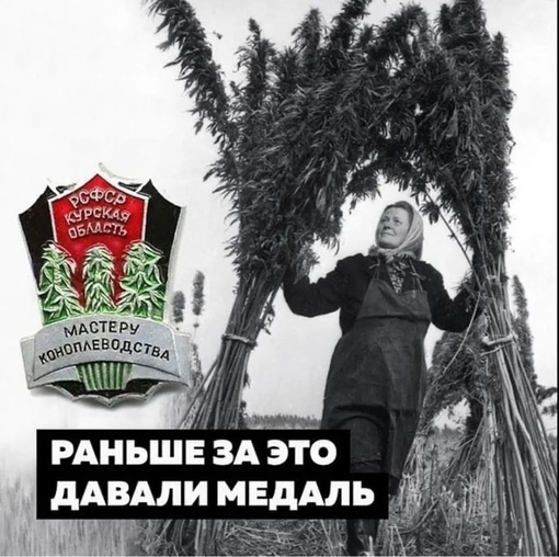 В Ростове адвокат два года выращивал и продавал растительные наркотики.

Как сообщили в ФСБ, 27-летний юрист..