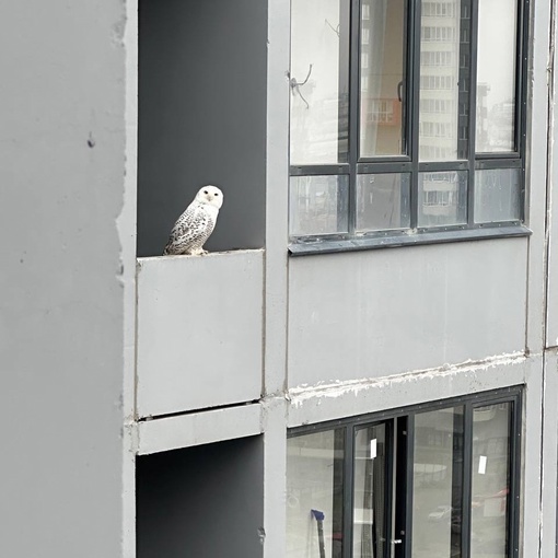 Белую сову заметили жители дома № 27 на Кислова в Челябинске.

Фото: телеграм-канал «Короче,..
