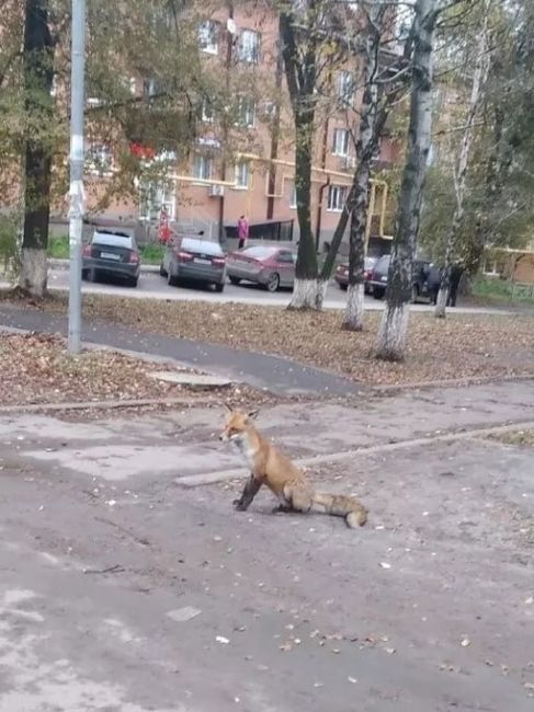 В поселке Южная (Шахты) по улицам разгуливает вот такая пушистая красавица..