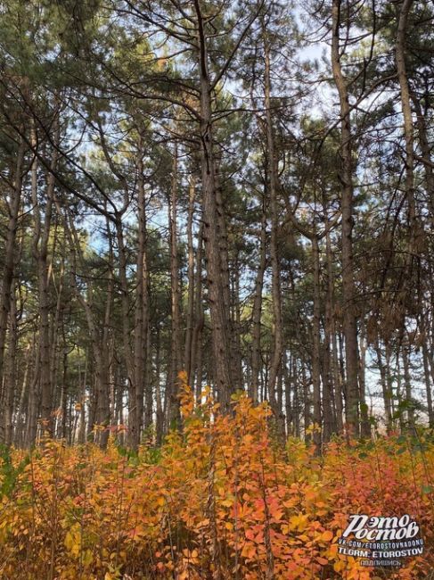 Щепкинский лес🌲- одно из самых красивых мест Ростова-на-Дону. Там есть и сосновая алея и берёзовая роща, и..