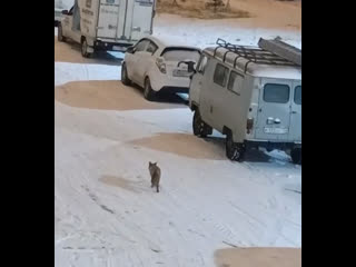 Во дворы в Чурилово заметили лисичку.

Видео: телеграм-канал «Короче,..