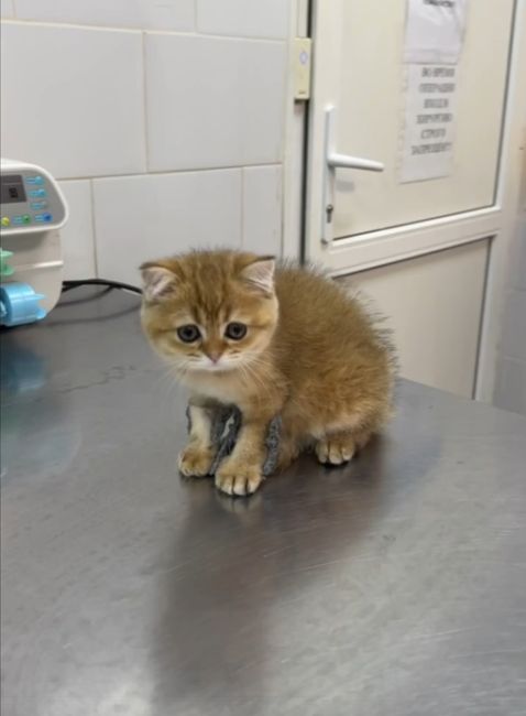 Добрая новость из соседней республики 😊 
 
Ветеринары клиники в Уфе установили котенку с врожденной..