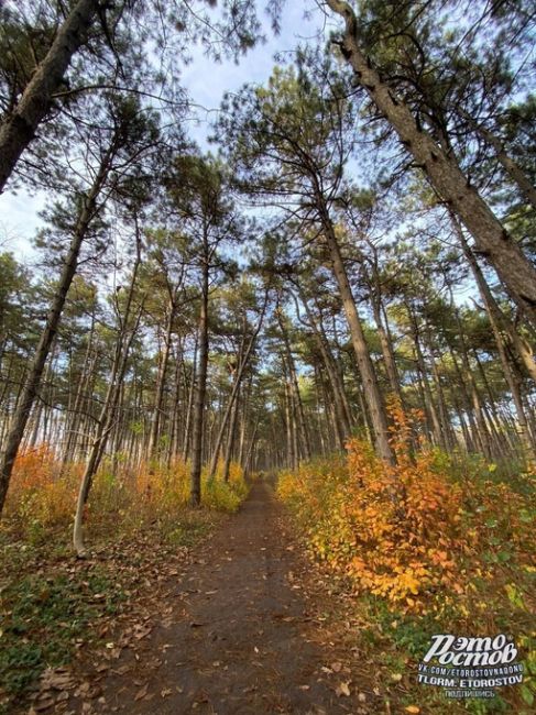 Щепкинский лес🌲- одно из самых красивых мест Ростова-на-Дону. Там есть и сосновая алея и берёзовая роща, и..