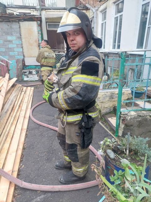 Ростовские пожарные спасли пятерых котят из пожара на улице Темерницкой. 
..