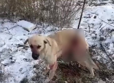Полиция начала проверку в Батайске, где, по словам очевидцев, неизвестный проткнул собаку металлическим..